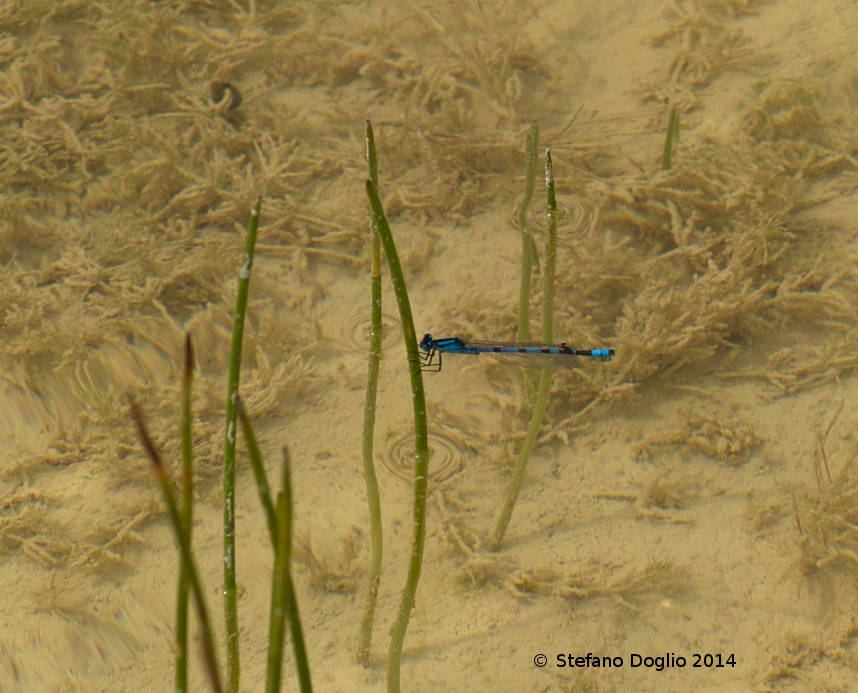 Enallagma cyathigerum vs. Coenagrion (puella)